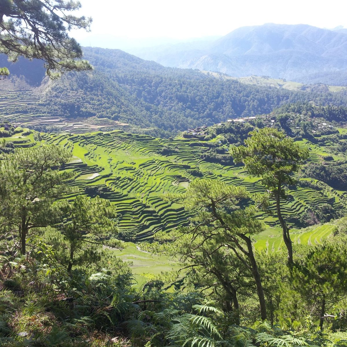 Maligcong Rice Terraces (Bontoc): All You Need to Know