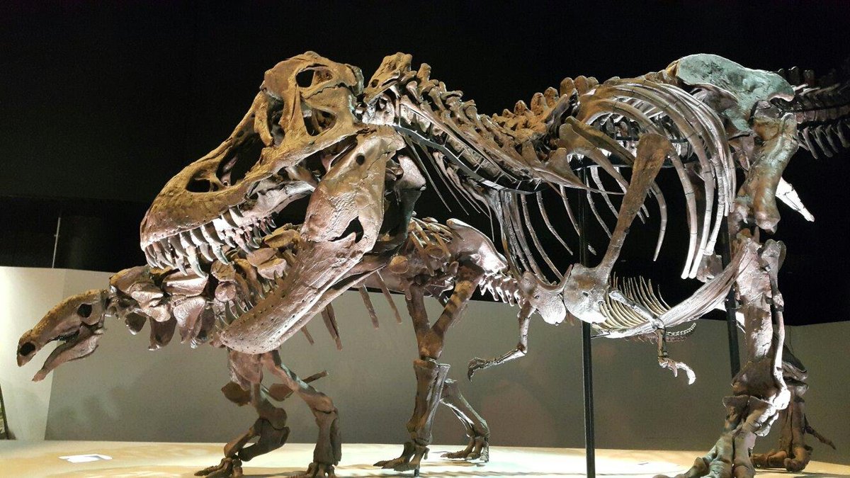 The Houston Museum of Natural Science - Qué SABER antes de ir (ACTUALIZADO  2023) - Tripadvisor