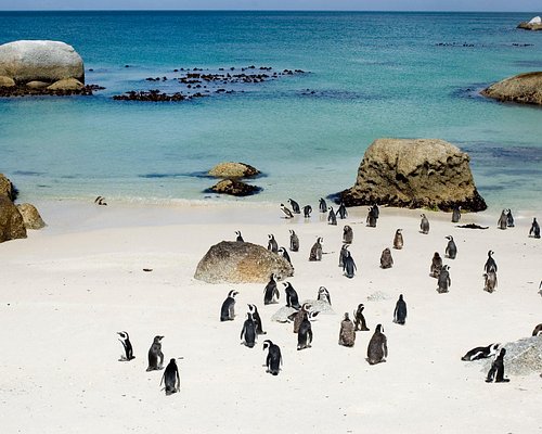 whale watching tours cape town