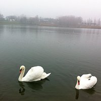 Красавцы-лебеди на озере