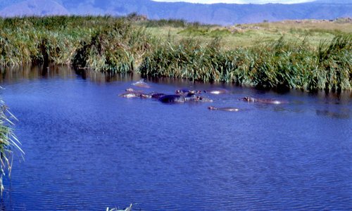 Hippo Pool