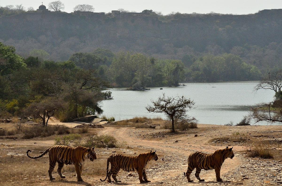 Tigerwalah (Sawai Madhopur) - All You Need to Know BEFORE You Go