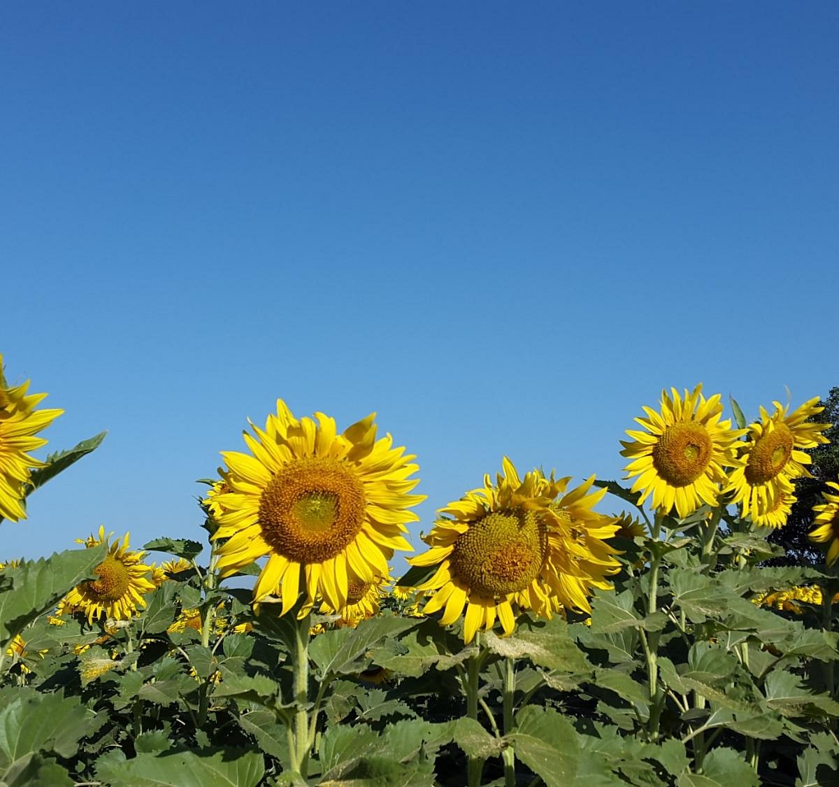 Sunflower Field (Phatthana Nikhom) - All You Need to Know BEFORE ...