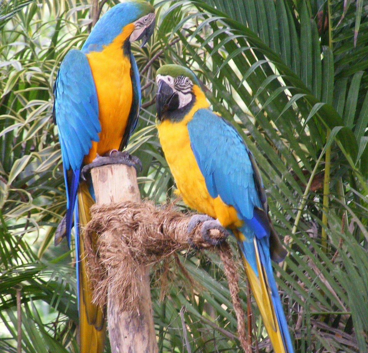 Jurong Bird Park (Singapore) - All You Need to Know BEFORE You Go