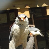 Sweet little eagle
