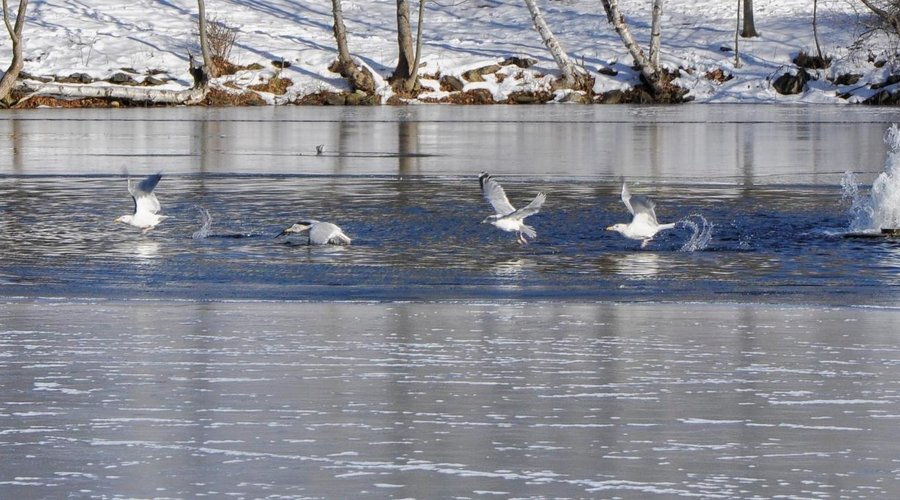 Sullivan's Pond, Dartmouth NS