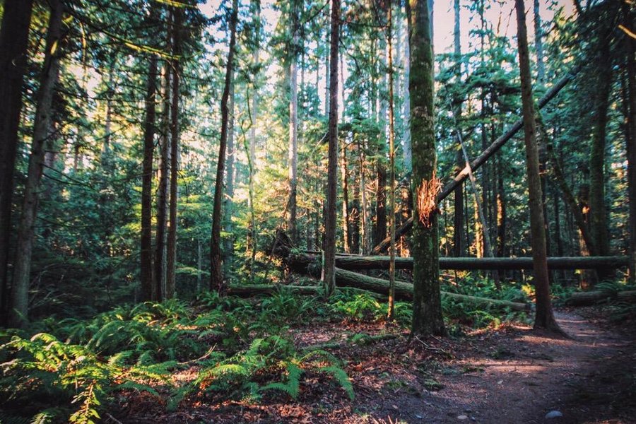 Stimpson Family Nature Preserve image