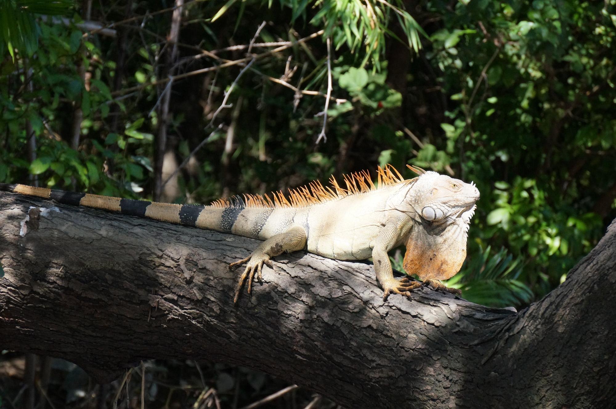 papagayo vargas tours