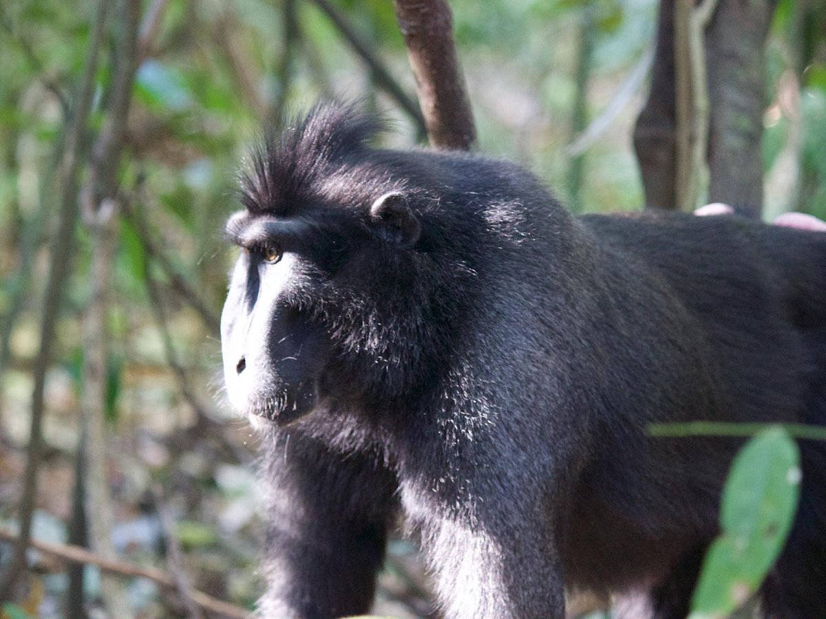 tangkoko tour