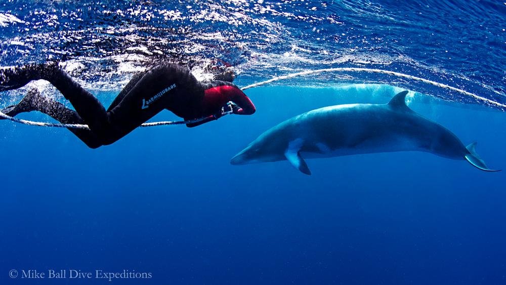 Mike Ball Dive Expeditions Cairns All You Need To Know BEFORE You Go   June July Minke Whale 