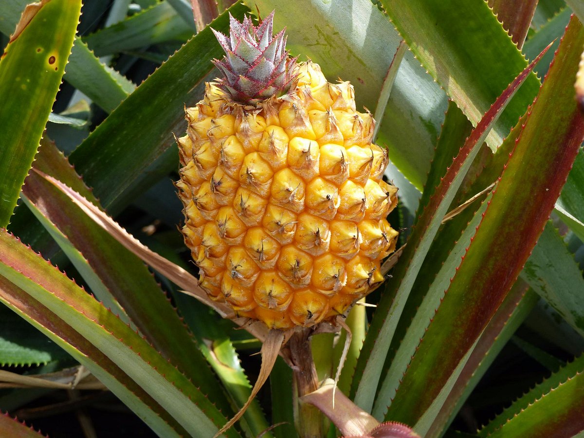 цветущий ананас фото
