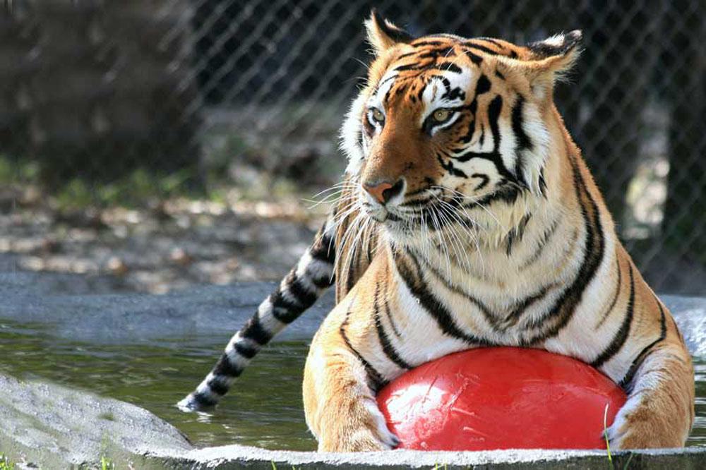 Big Cat Habitat and Gulf Coast Sanctuary All You Need to Know