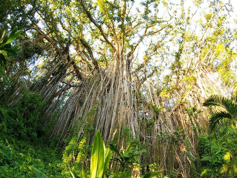 Isangel, Vanuatu: All You Must Know Before You Go (2024) - Tripadvisor