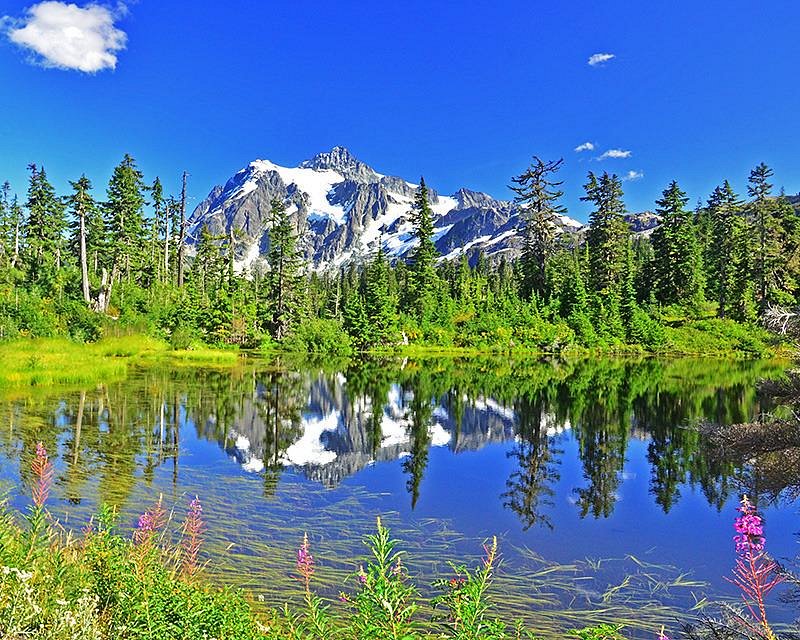 are dogs allowed in mt baker wilderness