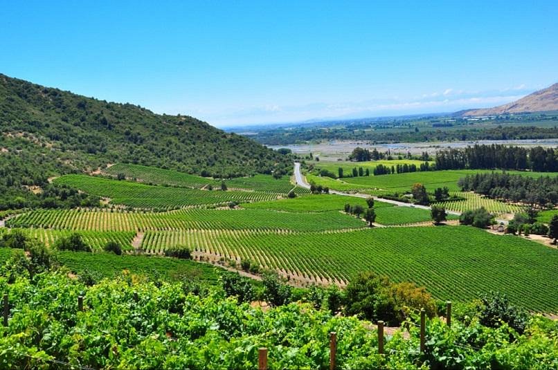 La vina. Curico Valley. Ayda Bağlari Winery & Vineyards.