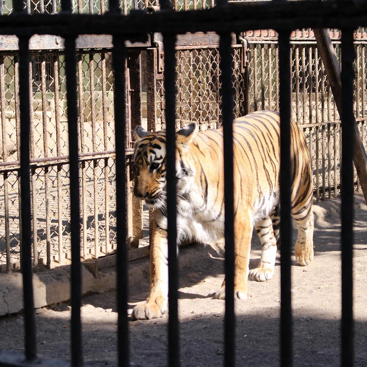Sakkarbaug Zoological Gardens (Junagadh) - All You Need to Know BEFORE You  Go