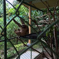 Sloth Sanctuary of Costa Rica (Cahuita) - All You Need to Know BEFORE ...