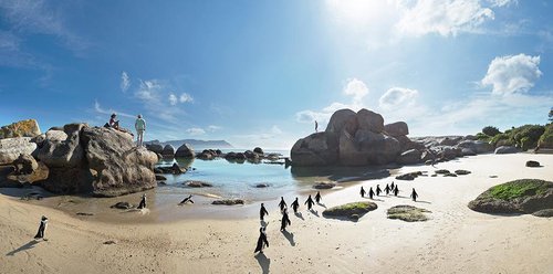 Penguins