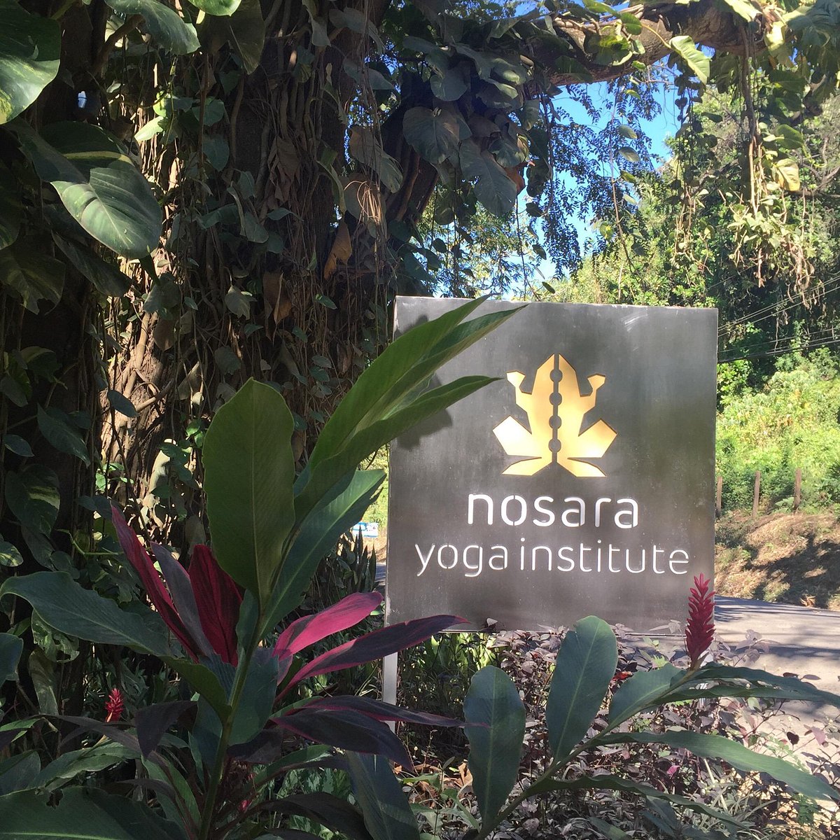 Nosara Yoga Institute All You Need To