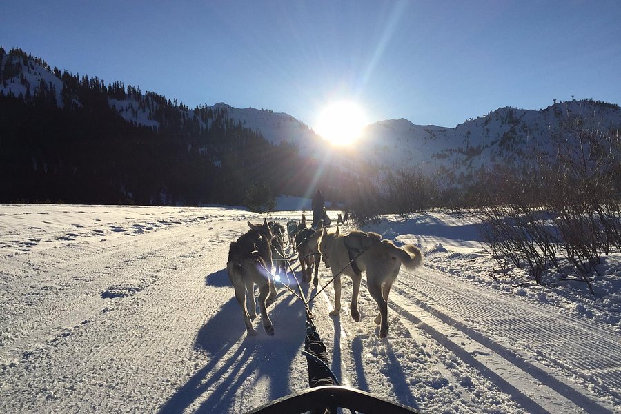 wilderness adventures dog sled tours tahoe