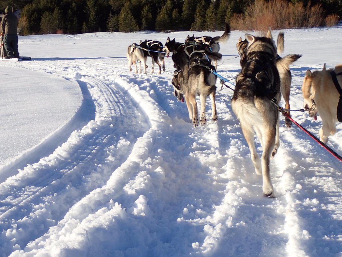 wilderness adventures dog sled tours tahoe