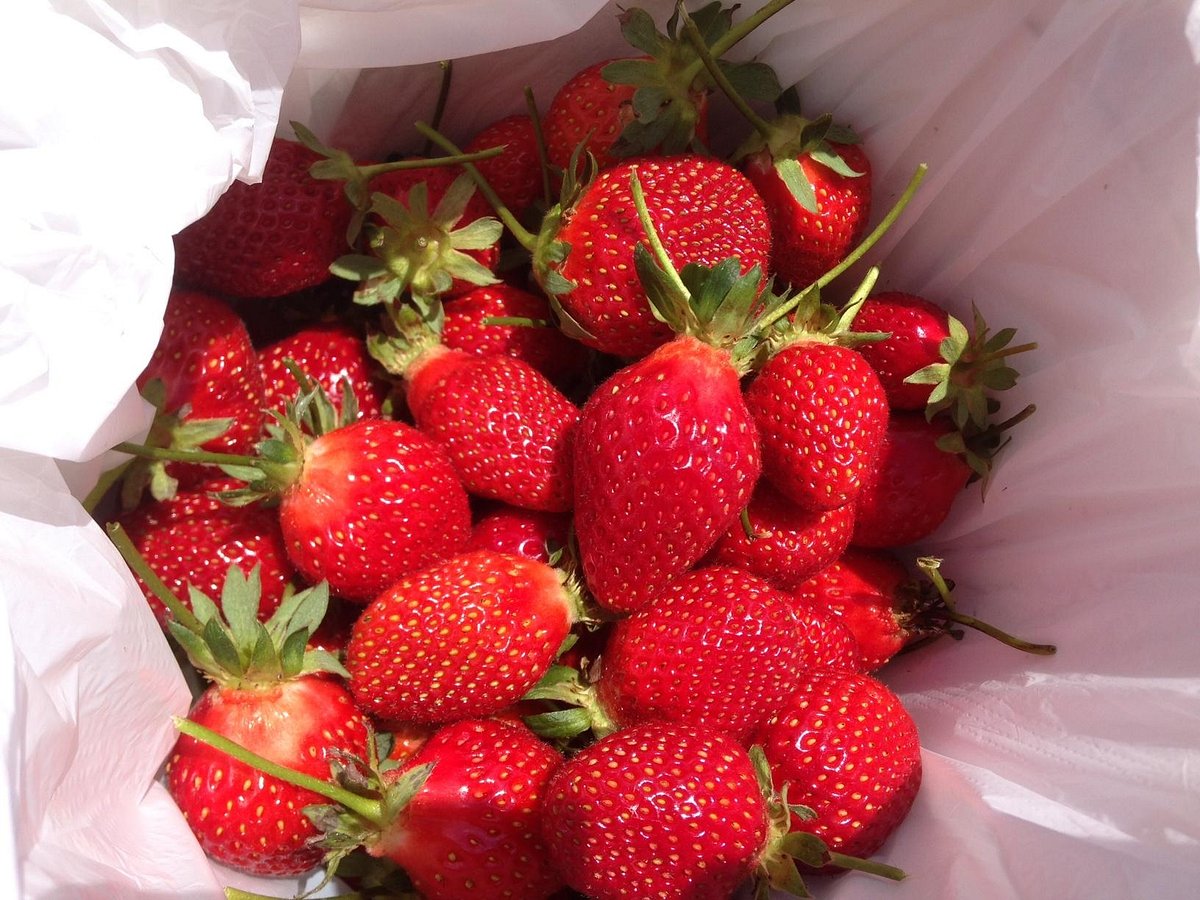 Sweet Red Strawberries, Окленд: лучшие советы перед посещением - Tripadvisor