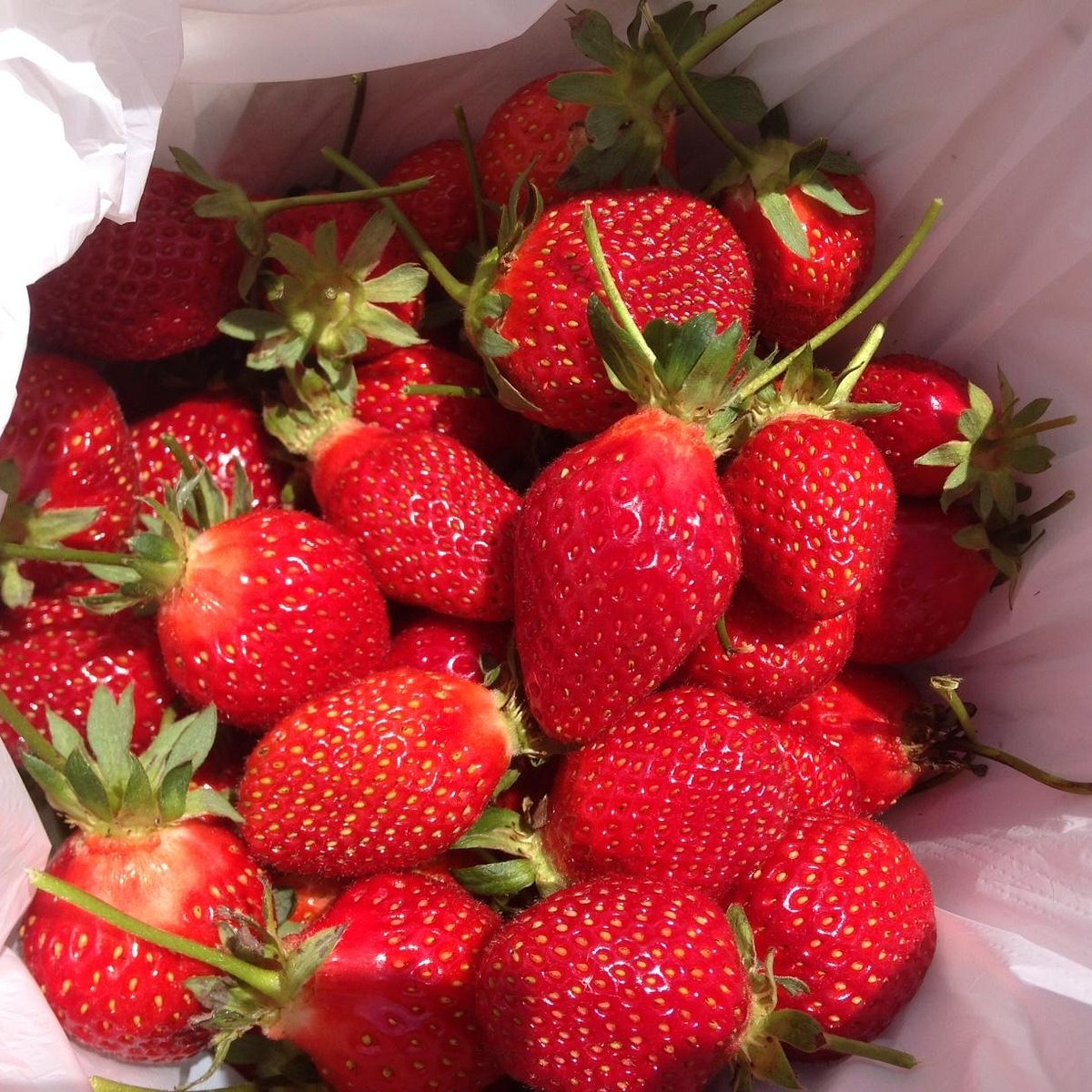 Sweet Red Strawberries, Окленд: лучшие советы перед посещением - Tripadvisor