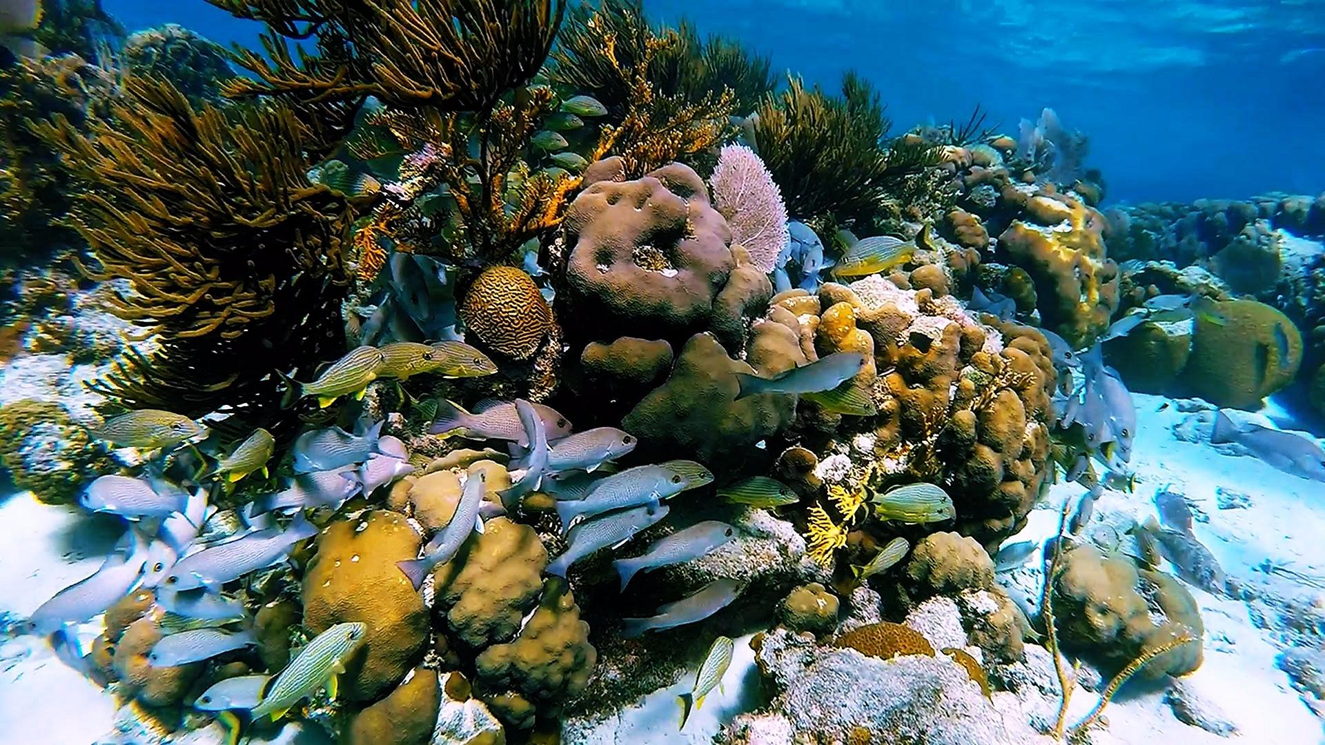 Glover's Reef