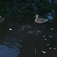 Ducklings