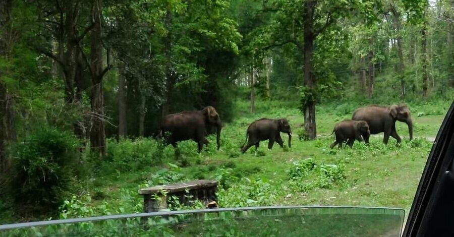 waynadu wild life