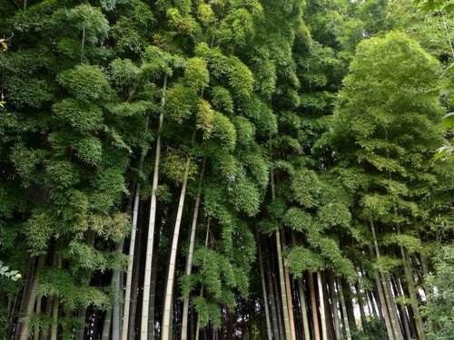 東久留米市10 大最佳旅遊景點 Tripadvisor