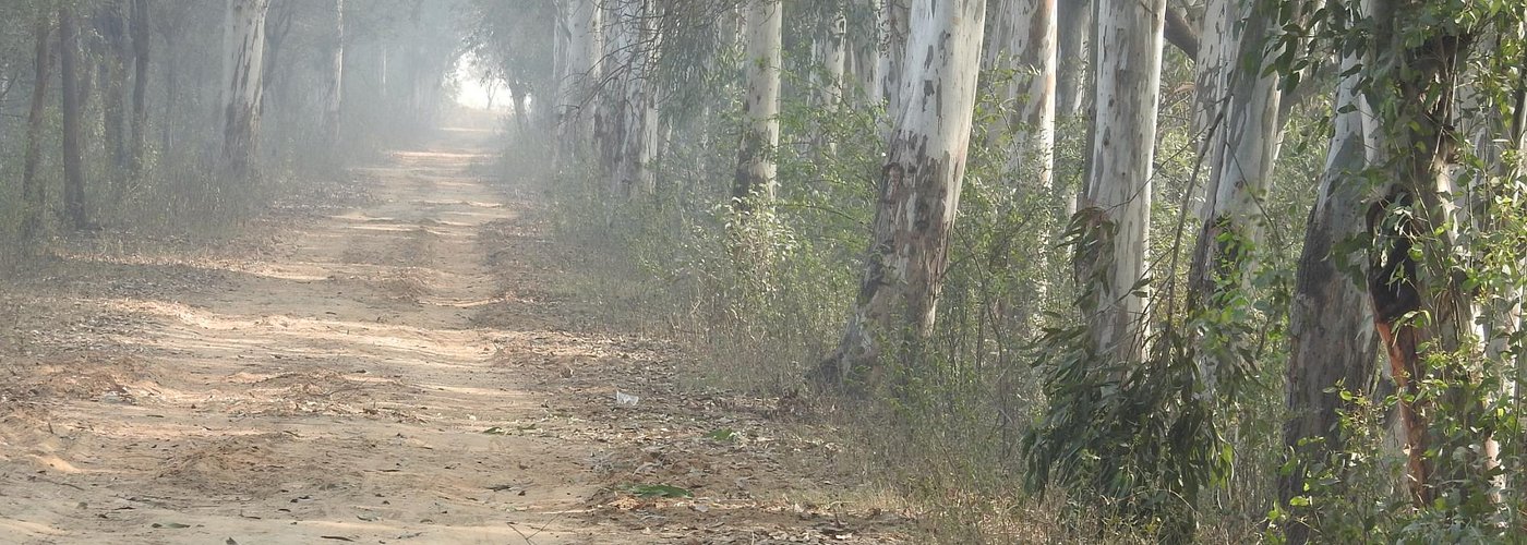 Jungle trackt at Bhindawas Bird Sanctuary