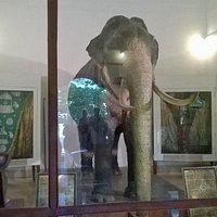 Tusker