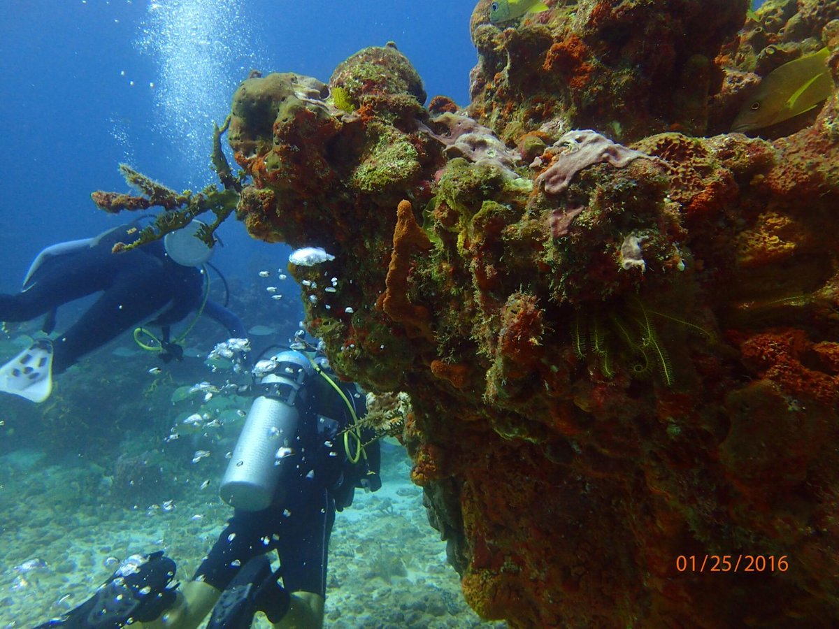 Nautilus Diving & Training Center (Cancun): All You Need to Know