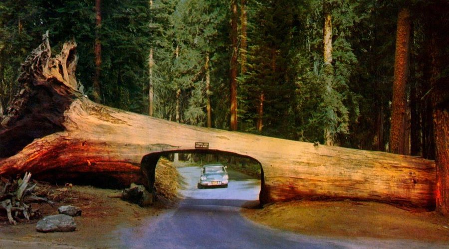 Sequoia National Park