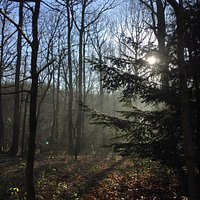 January sunny morning