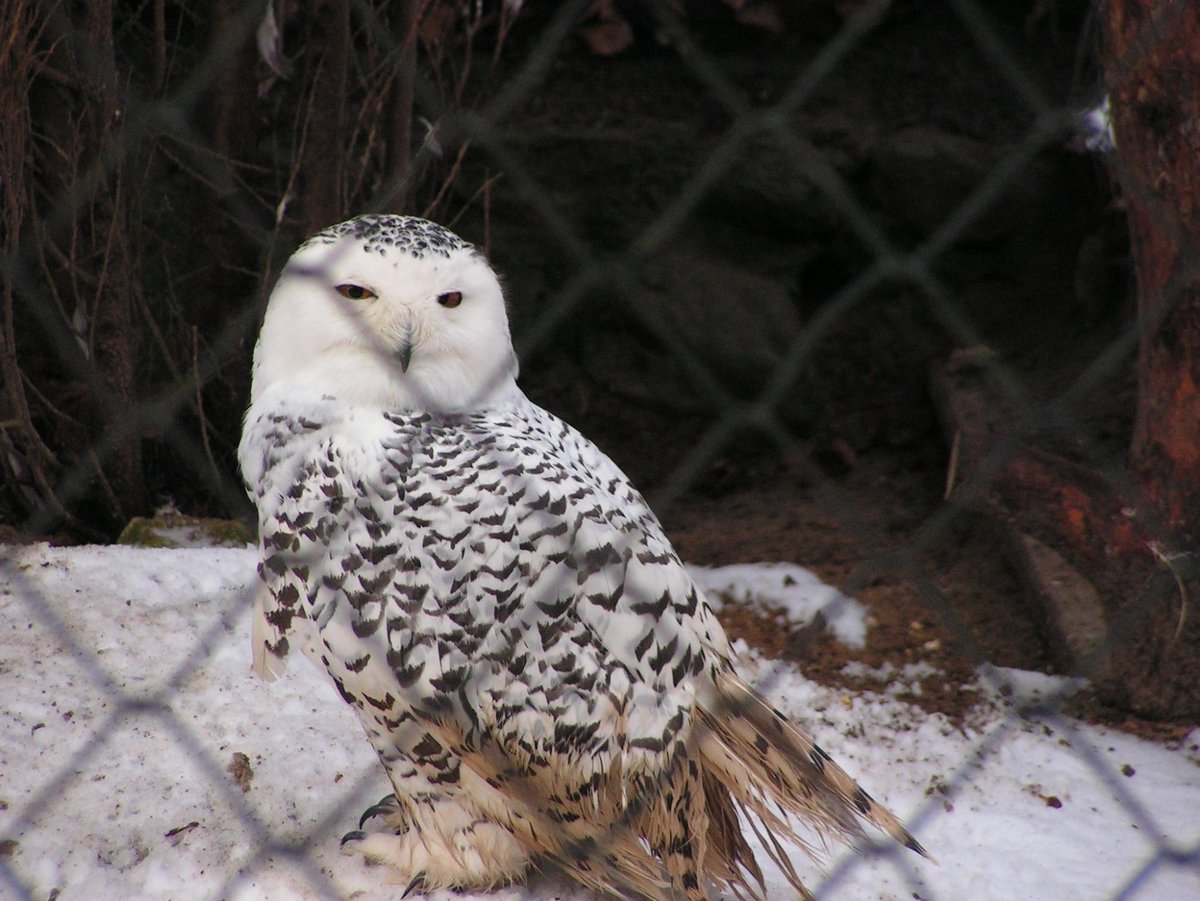 Tierpark Sassnitz, Засниц: лучшие советы перед посещением - Tripadvisor