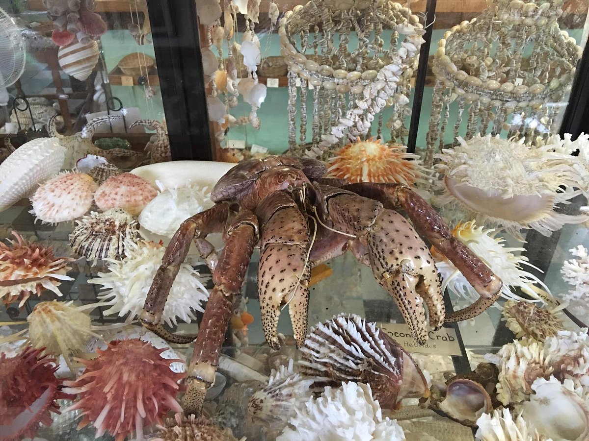 Port Stephens Shell Museum Corlette All You Need To Know Before You Go 