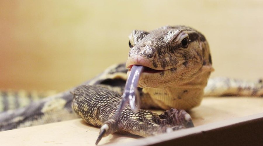 Meet a giant Asian water monitor lizard in ArtZoo, on view through May 1, 2016.