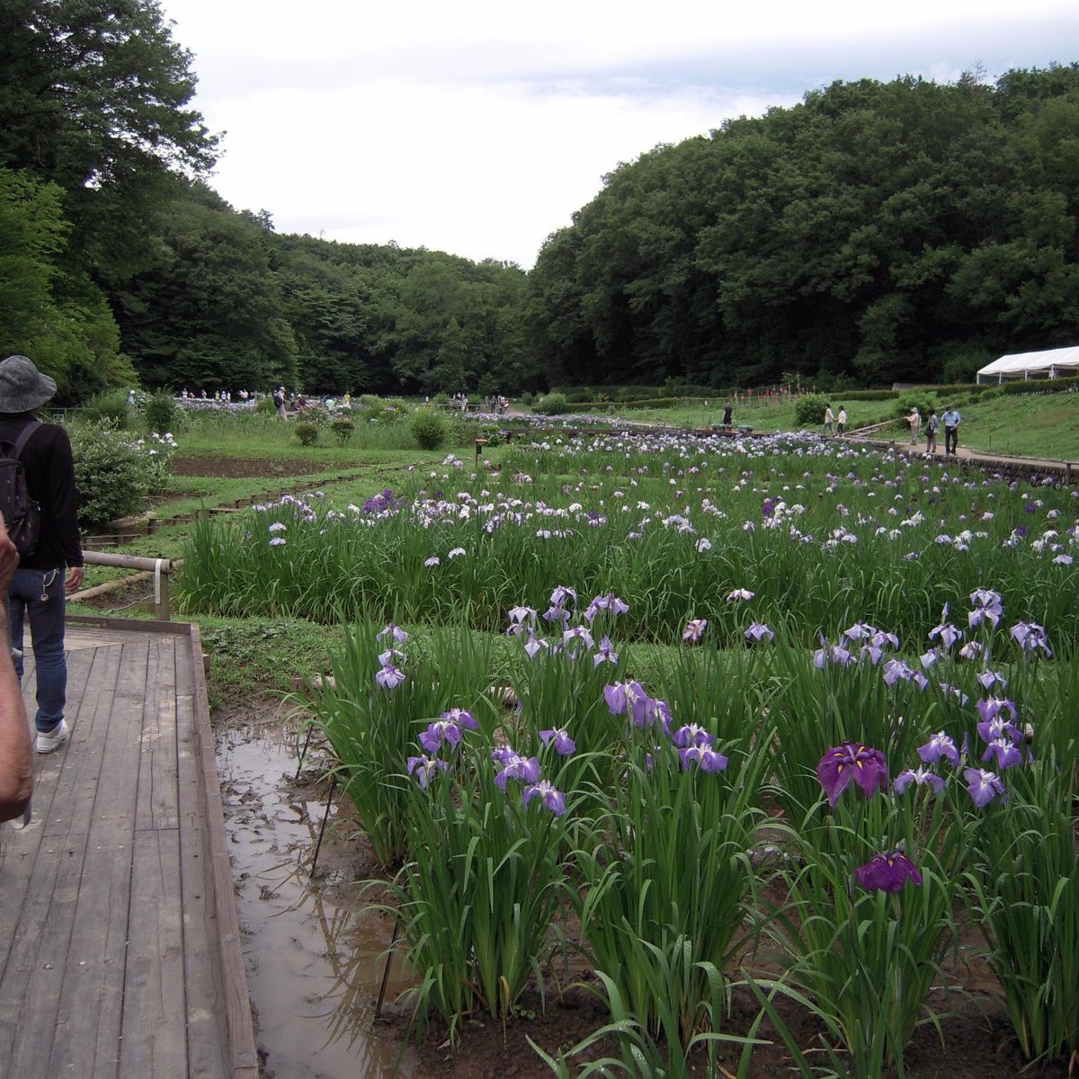 21年 吹上しょうぶ公園 行く前に 見どころをチェック トリップアドバイザー