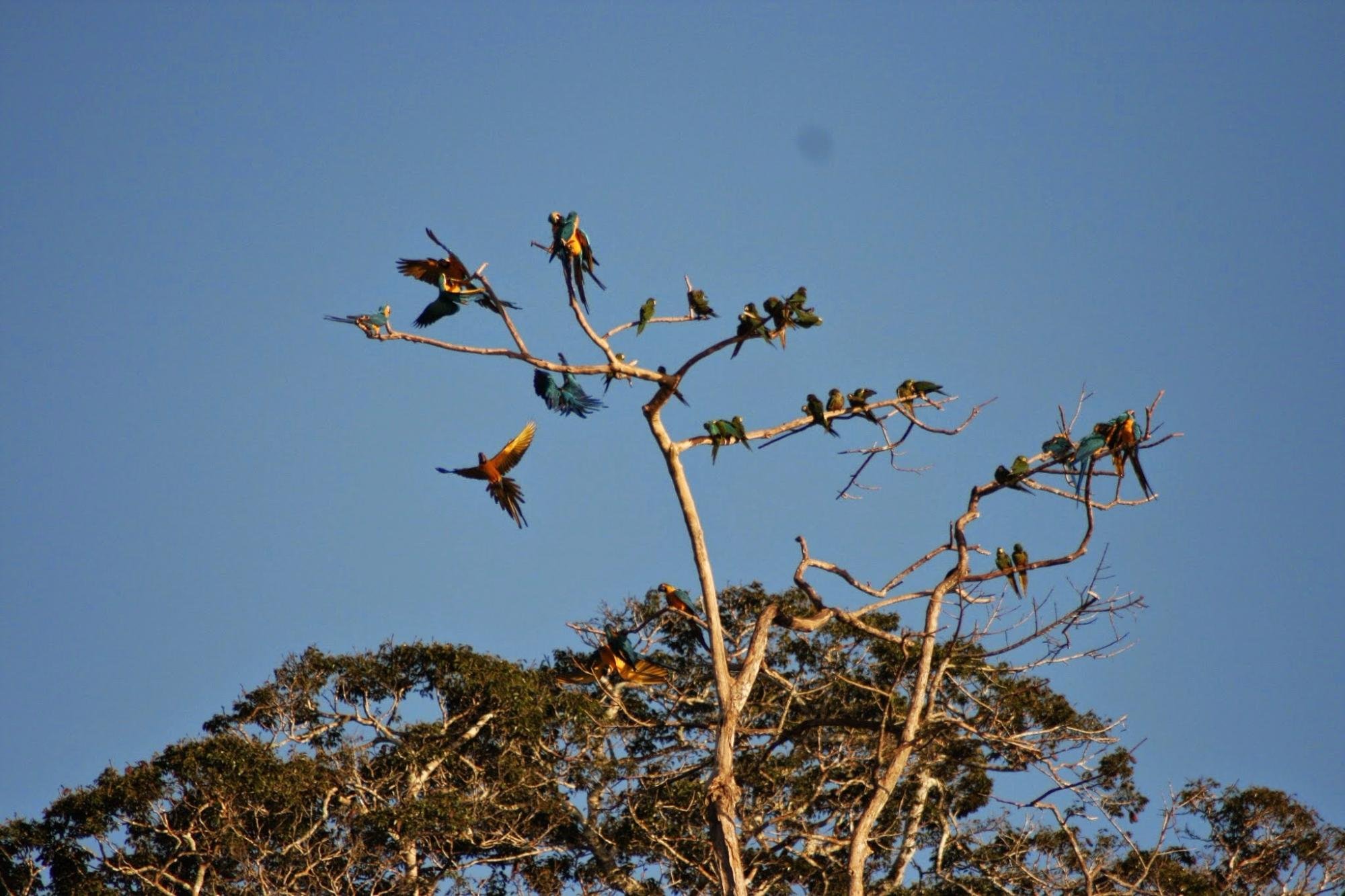 EL CASTANAL (Perú/Reserva Nacional Tambopata): Opiniones