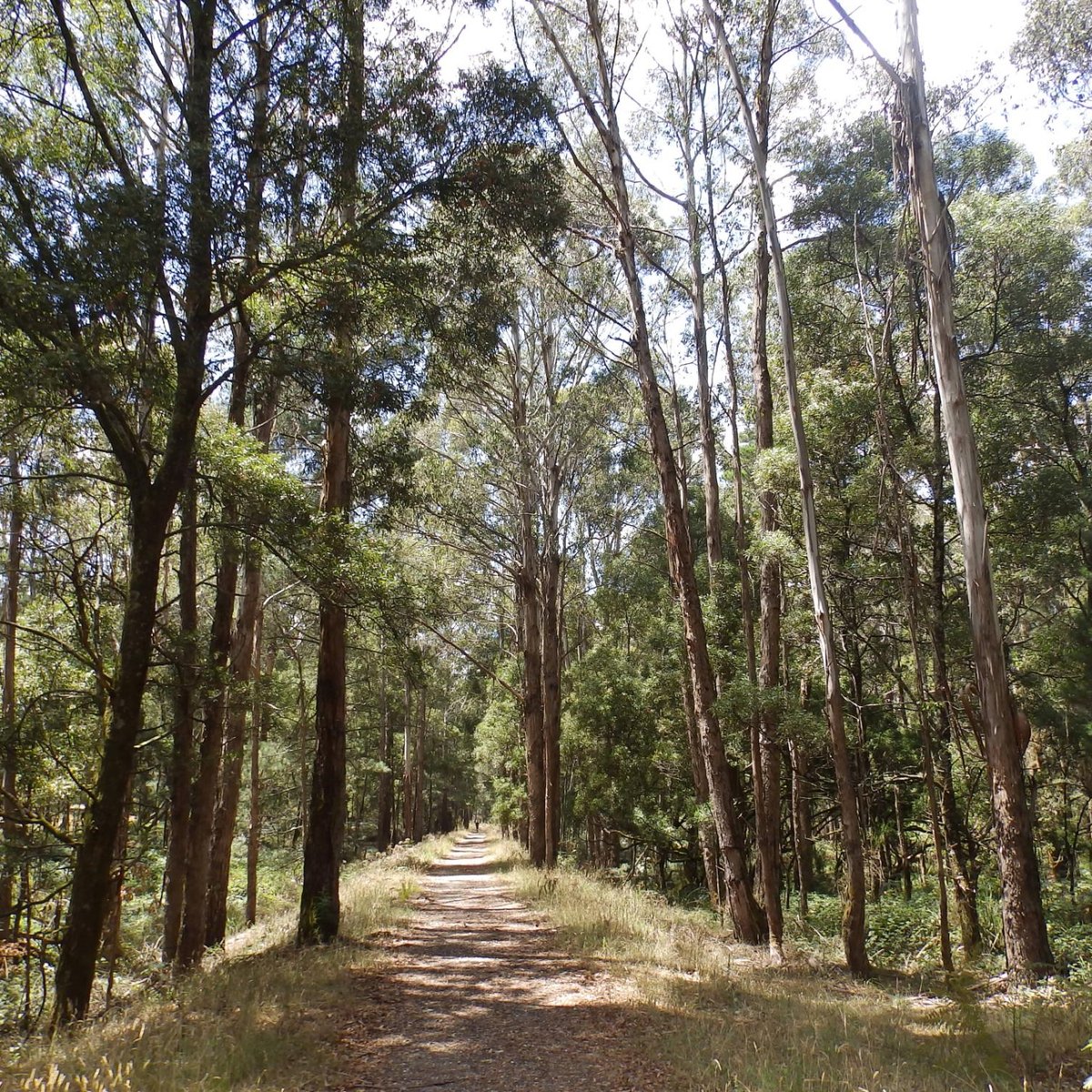 Domino Trail, Trentham: лучшие советы перед посещением - Tripadvisor