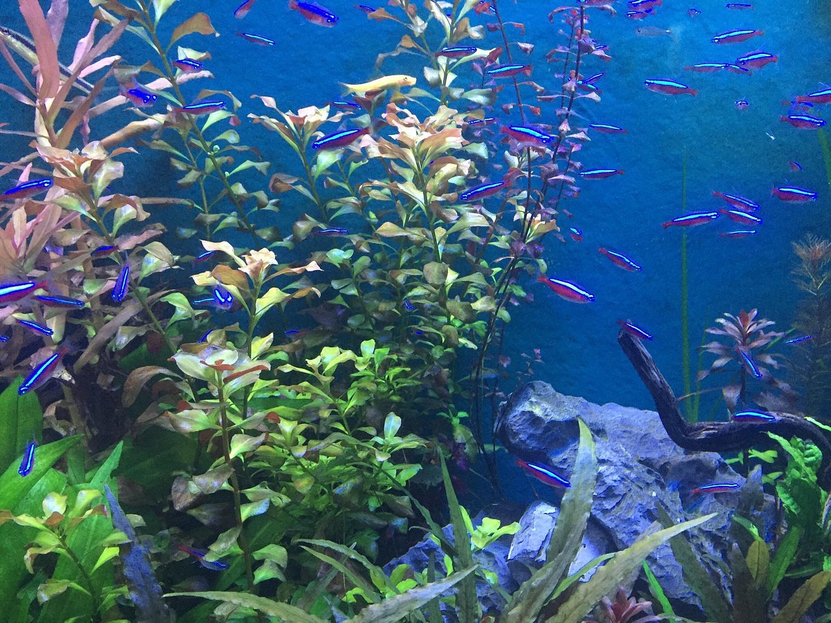 Nano aquarium, petit aquarium - Animal Valley