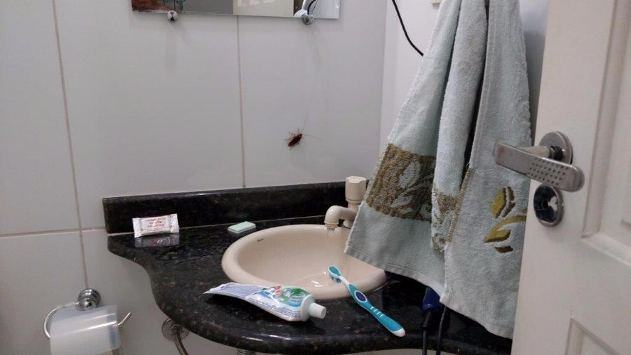 Barata encontrada no banheiro. cockroach in the bathroom