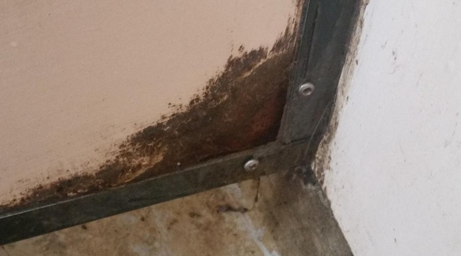 Disguting, and after they had cleaned them