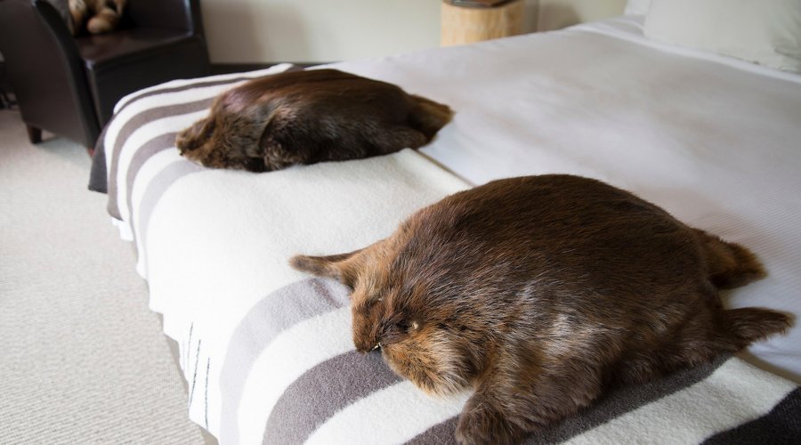 Coussin - chambres