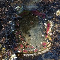 Sea anemone in winter