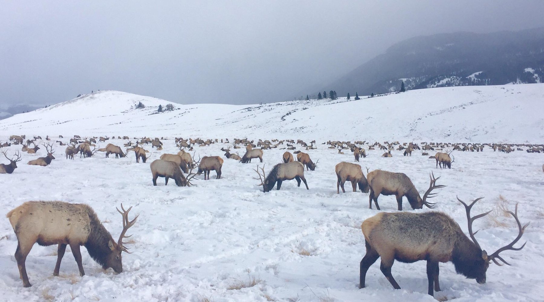 National Elk Refuge - All You Need to Know BEFORE You Go (2025)