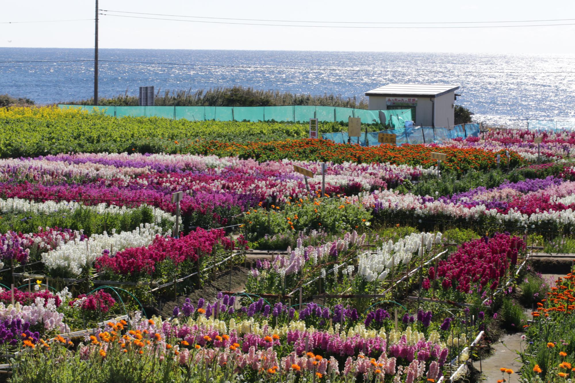 Shiramazu Flower Garden (2025) - All You Need to Know BEFORE