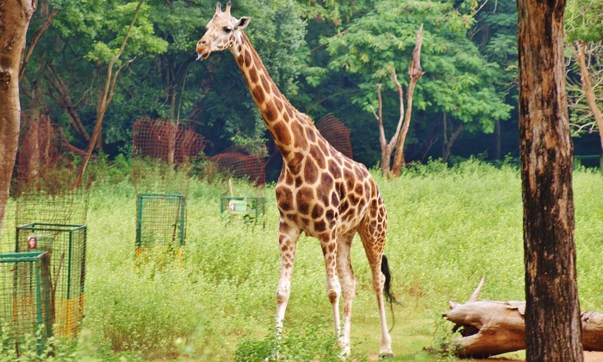 Arignar Anna Zoological Park (Chennai (Madras)) - All You Need to Know  BEFORE You Go